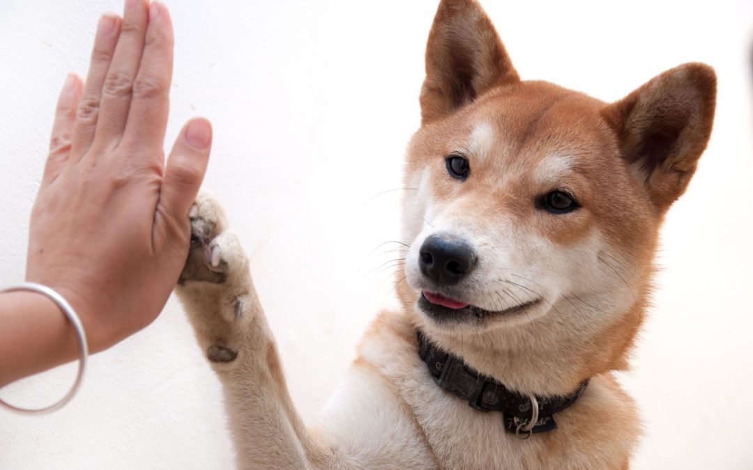 Dix questions à se poser avant d’adopter un chien