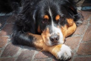 Un bouvier bernois couché, la tête posée sur une patte.