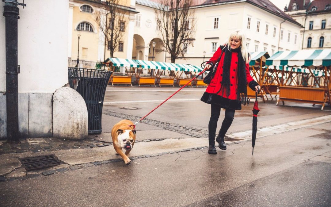 Votre chien tire en laisse: cinq pistes pour y remédier