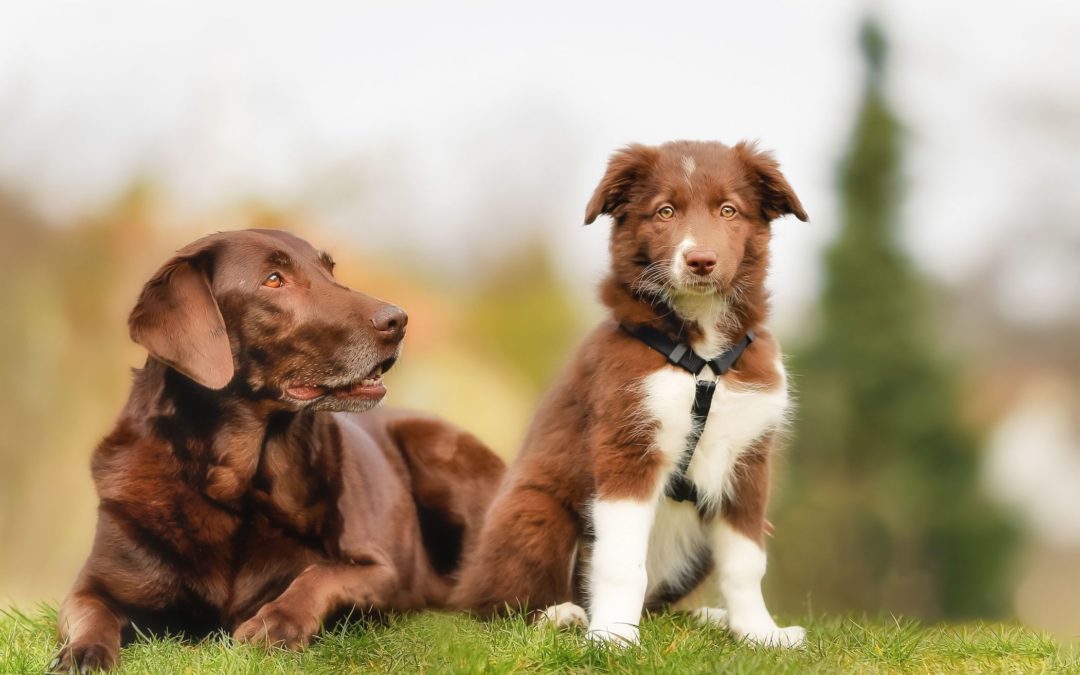 Adopter un chiot ou un chien adulte ?