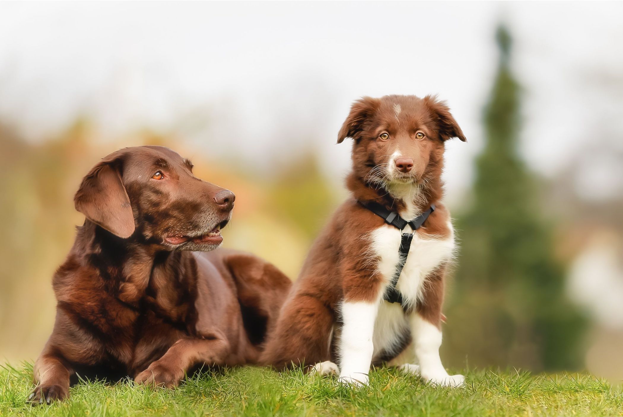 Chien labrador et chiot berger australien côte à côte