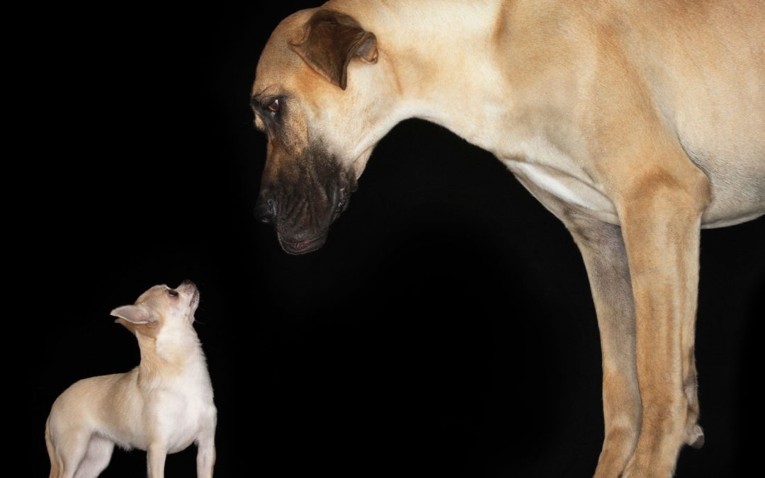 Adopter un chien de poche ou un géant?