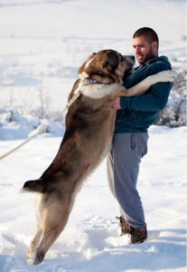 Un grand chien qui dit bonjour en sautant contre un homme dans la neige.