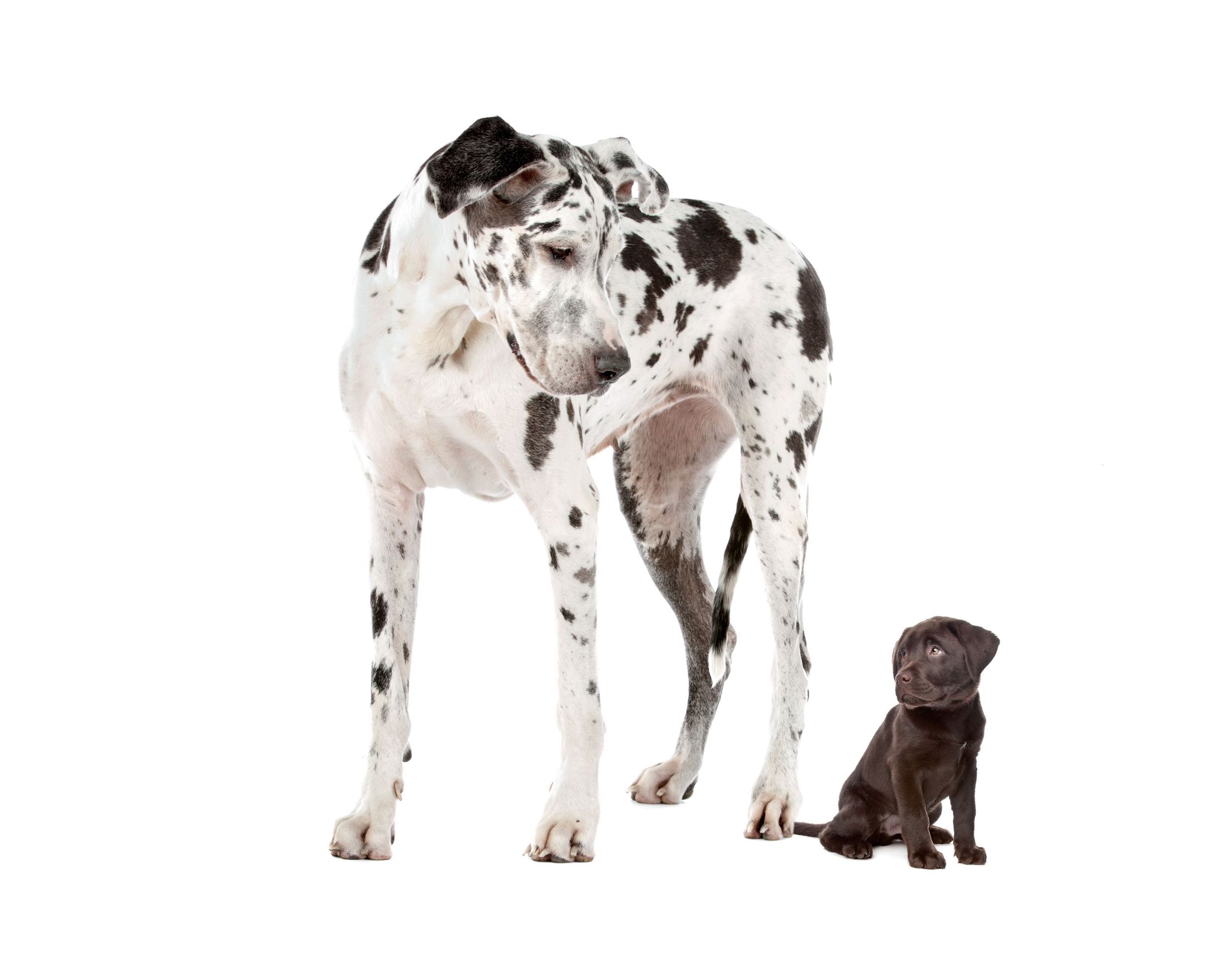 grand-chien-et-petit-chien Un grand dogue allemand regarde un petit griffon belge.