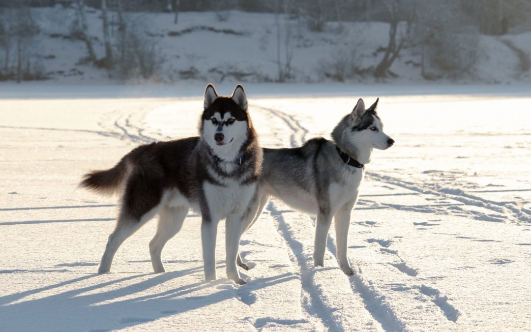 Chien mâle ou femelle: avec qui aurez-vous la meilleure relation ?