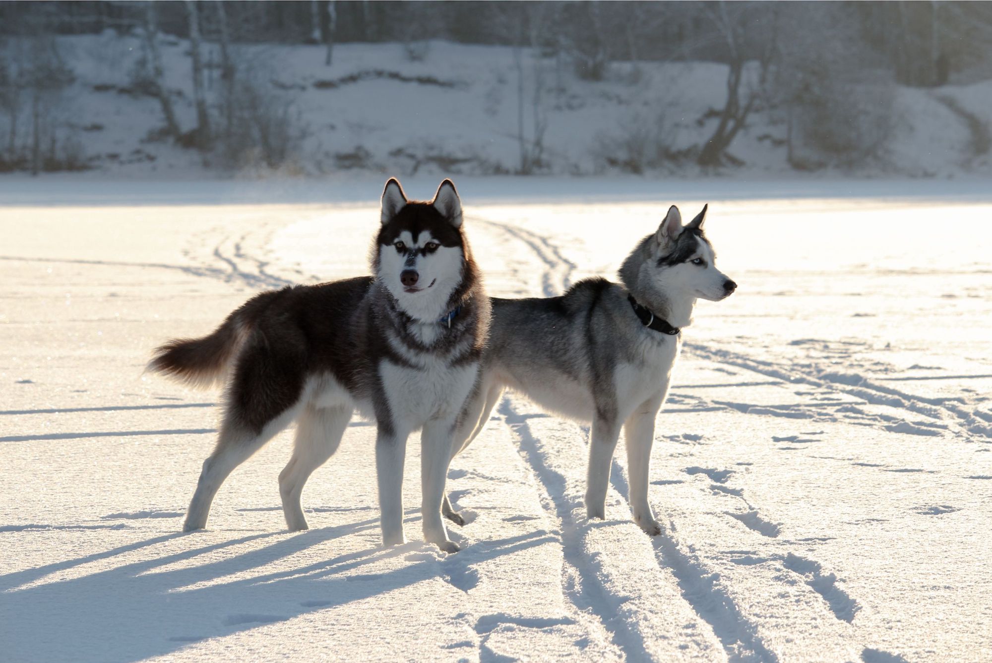 male-et-femelle-chien-husky Couple de chiens husky dans la neige