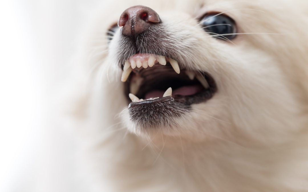 Comment vous faire respecter par votre chien?