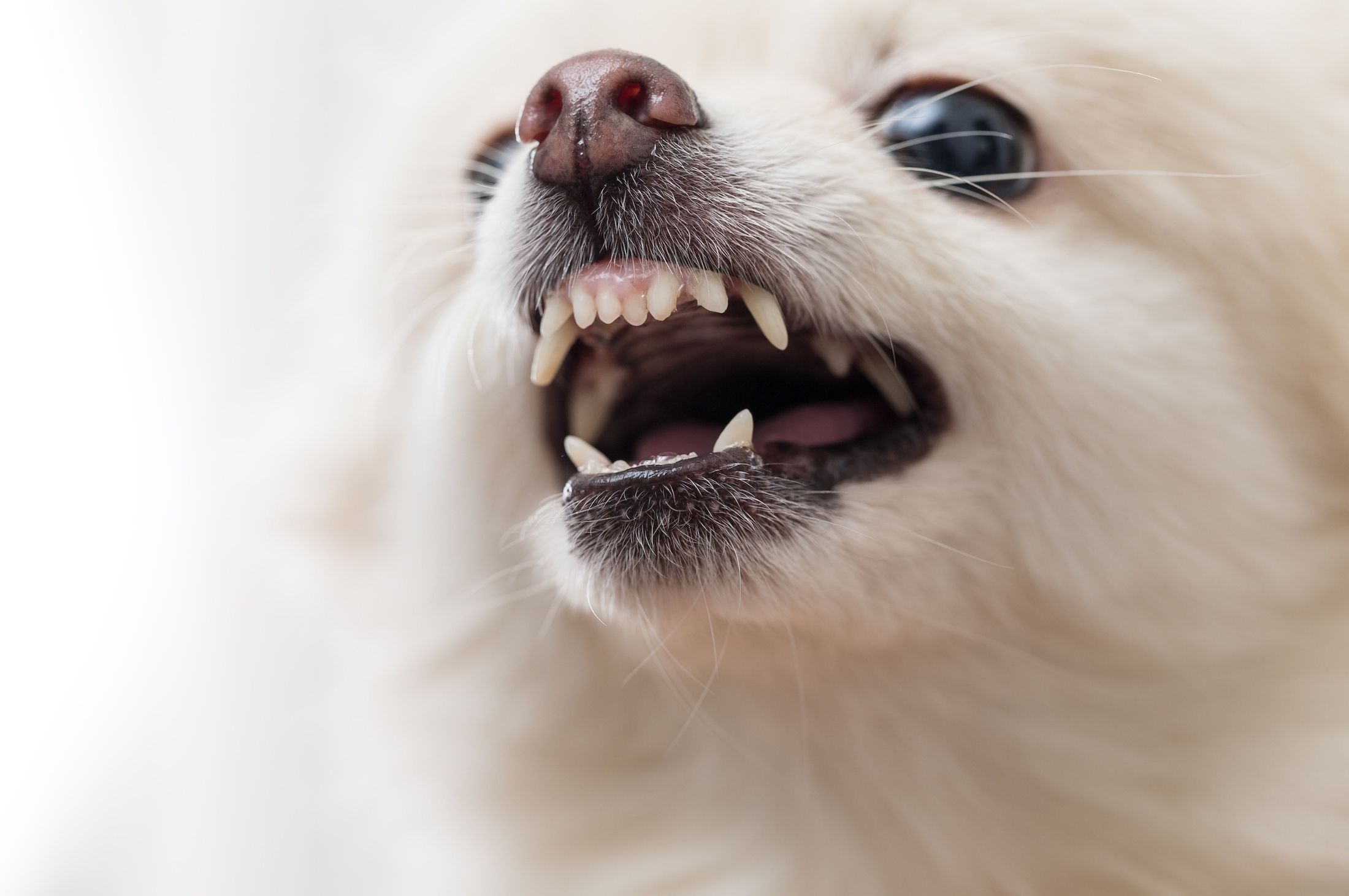Spitz blanc qui montre les dents Pour se faire respecter par son chien, ne pas le laisser vous grogner dessus