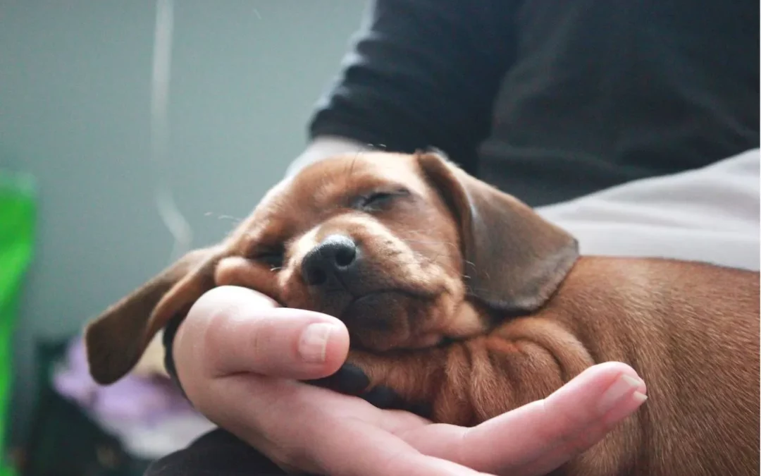Cinq conseils pour bien accueillir votre chiot