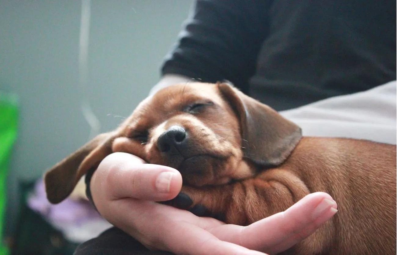 Bien-accueillir-chiot-teckel Pour bien accueillir votre chiot teckel, mettez-le en confiance