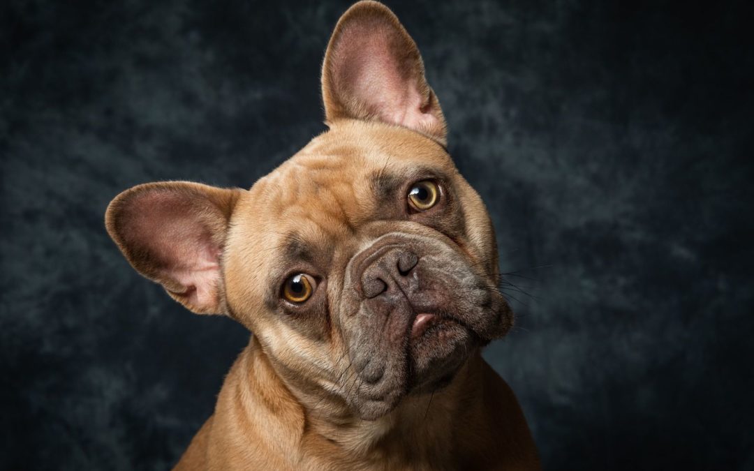 Le bouledogue français est-il fait pour vous?