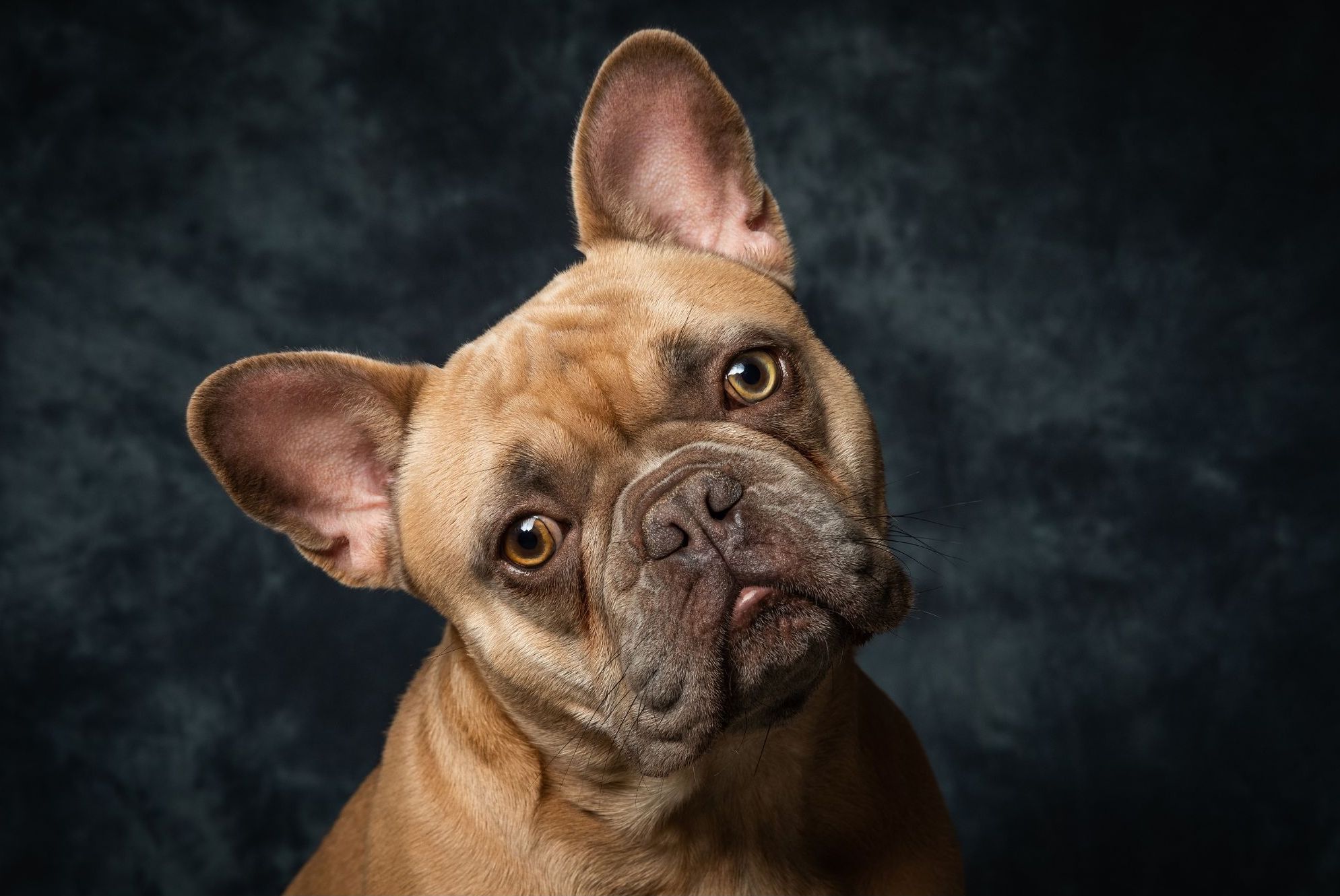 tête de bouledogue français Le bouledogue français un chien très à la mode