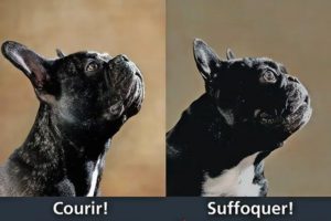 Bouledogue français avec un nez correct vs un bouledogue français avec un nez totalement écrasé