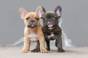 Deux chiots bouledogues français debout
