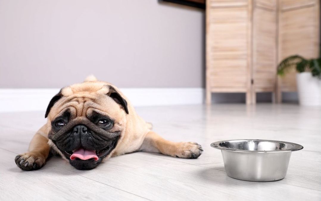Comment aider votre chien à supporter les grosses chaleurs