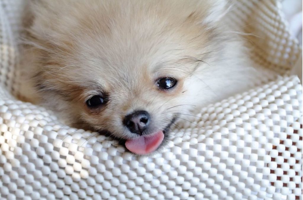 Petit chien spitz qui halète