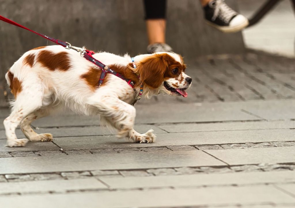 Petit chien qui tire sur sa laisse