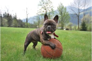 Les bienfaits du jeu avec un ballon pour un petit bouledogue français.