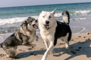 Deux chiens jouent ensemble sur la plage