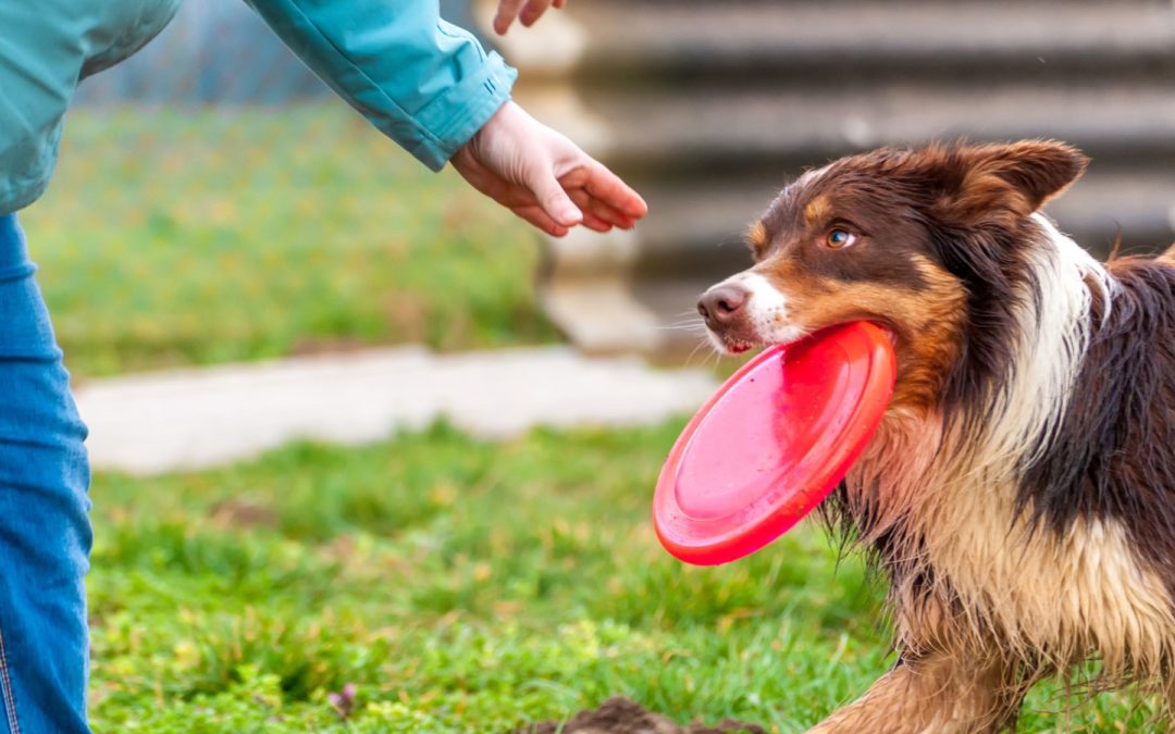 Les bienfaits du jeu avec votre chien