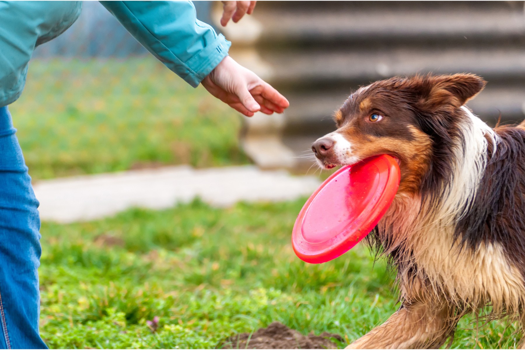 les bienfaits du jeu avec son chien et un frisbee Une partie de frisbee: un moment de complicité entre un chien et son propriétaire.