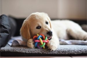 Un jeune golden retriever qui profite des bienfaits de mordiller un jouet.