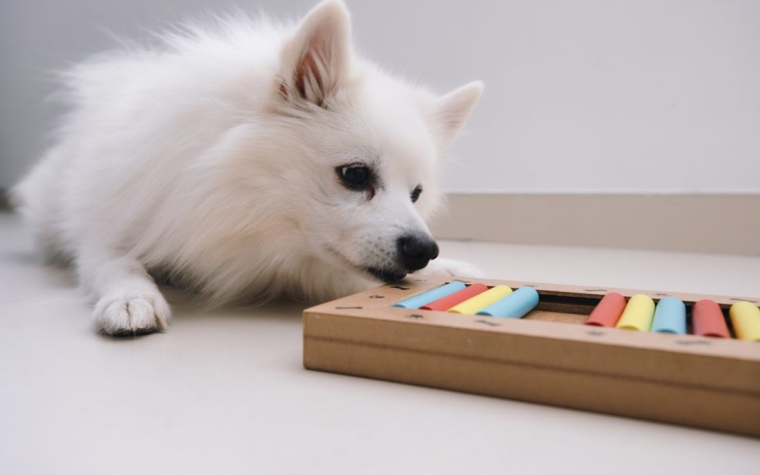 Cinq jeux intelligents pour votre chien