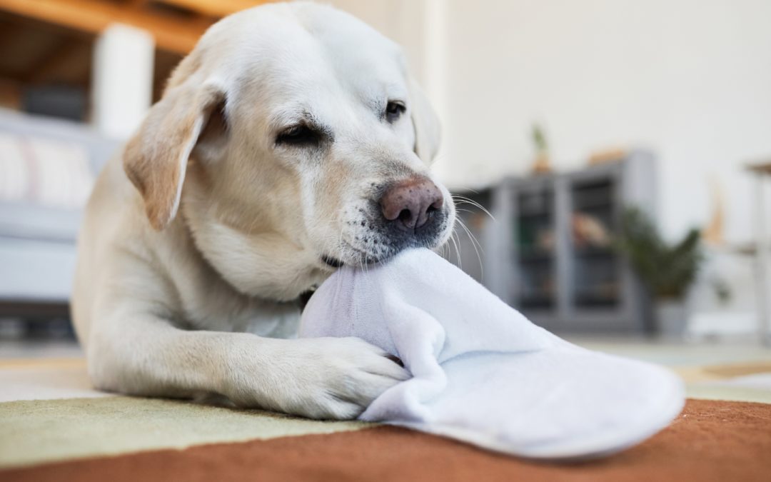 Arrêtez de dire non à votre chien!