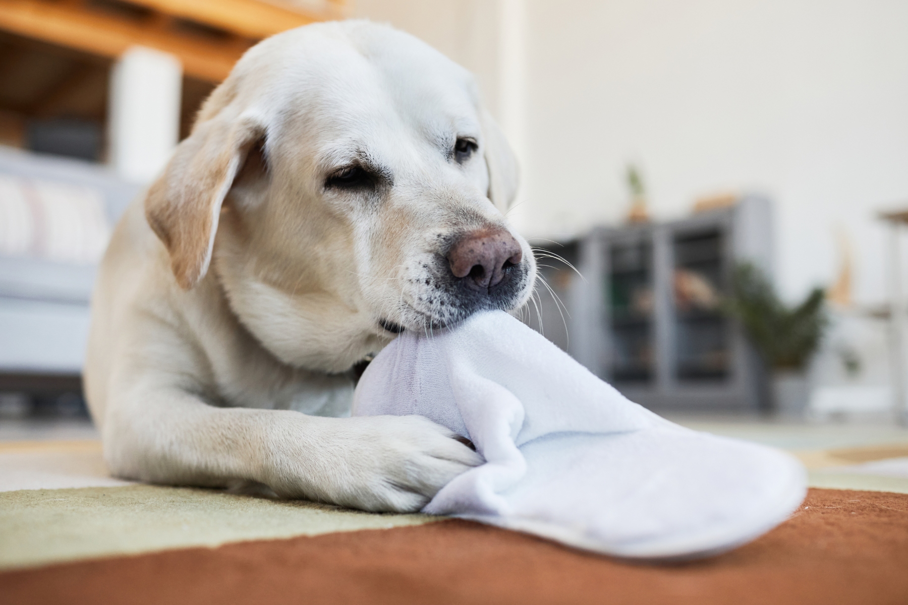 Arrêter de dire "non" à votre chien qui détruit les pantoufles: pas facile!