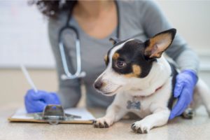 Il y aurait une augmentation du nombre de consultations vétérinaires durant les nuits de pleine lune.