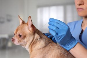 Lui faire profiter de séances d'acupuncture: une bonne résolution à prendre avec votre chien pour la nouvelle année.