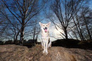 Chien qui semble heureux si on décrypte les signaux