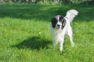 Décrpyter le langage du chien passe en premier par sa queue