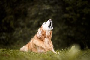 Certaines chiens adopteraient des comportements étranges durant les soirs de pleine lune. 