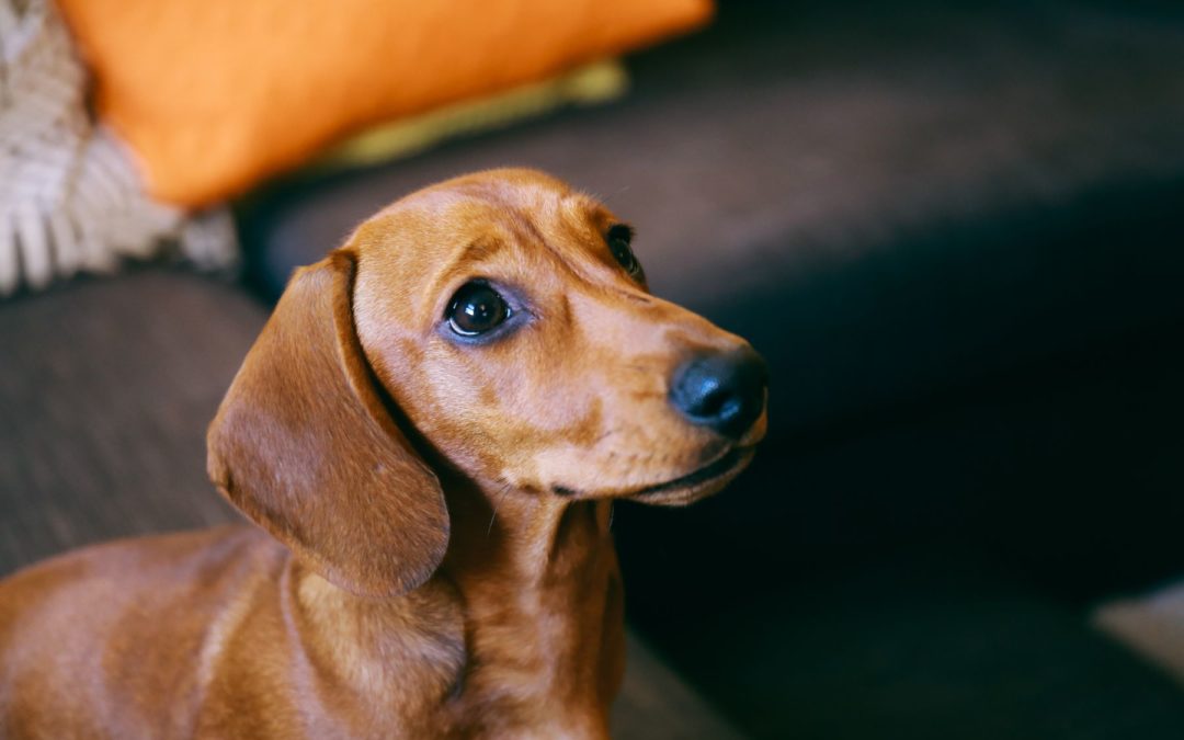 Décrypter le langage de votre chien: les clés pour bien le comprendre
