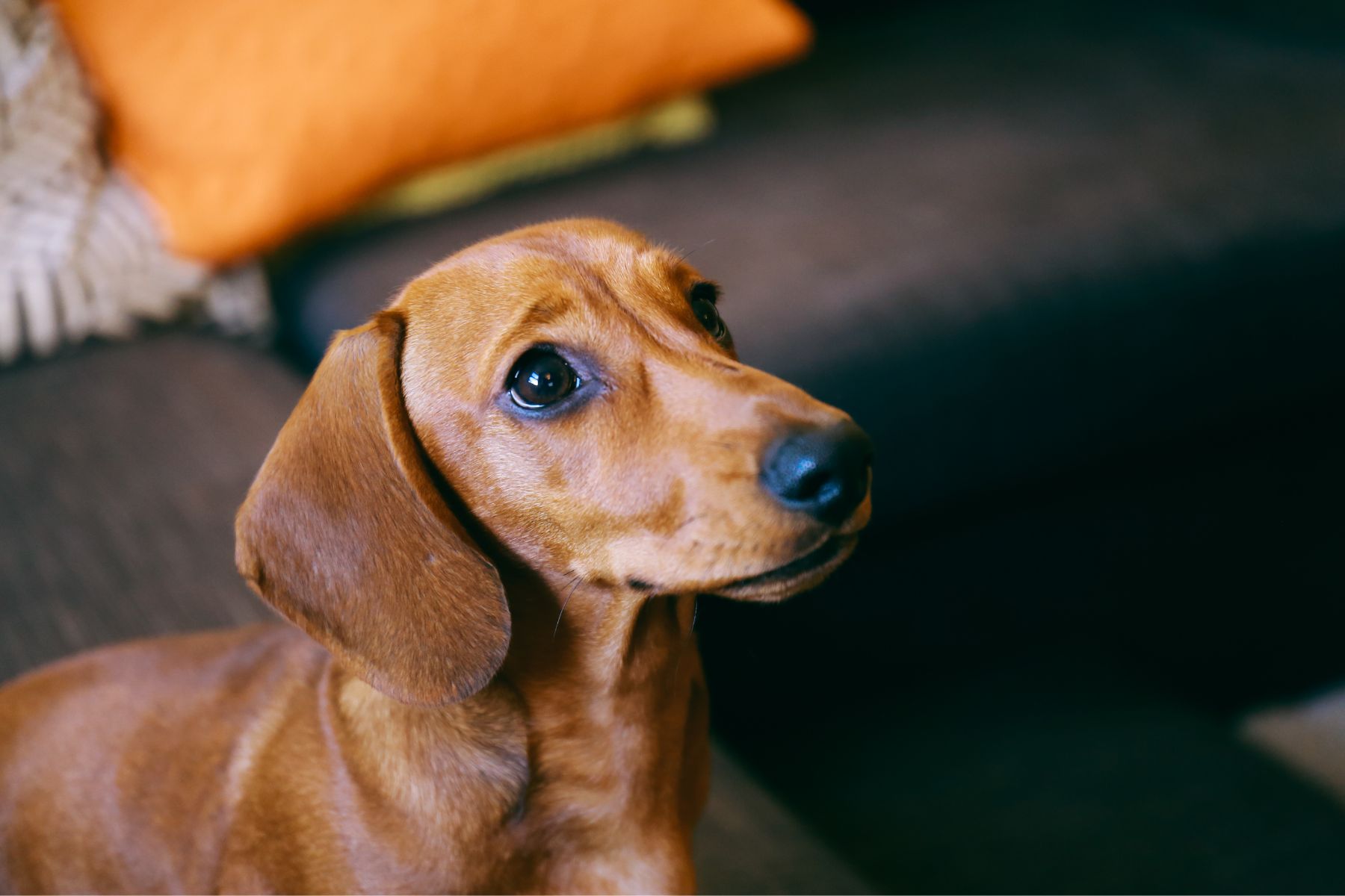 decrpyter le regard de votre chiein Décrypter le langage de votre chien quand il vous fixe