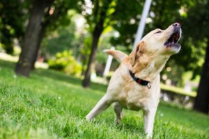 Comprendre les vocalise d'un labrador en décryptant son langage