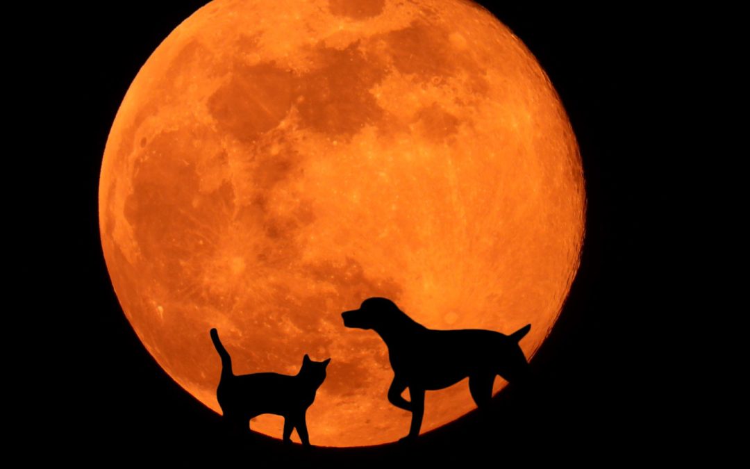 Les chiens sont-ils influencés par la pleine lune?