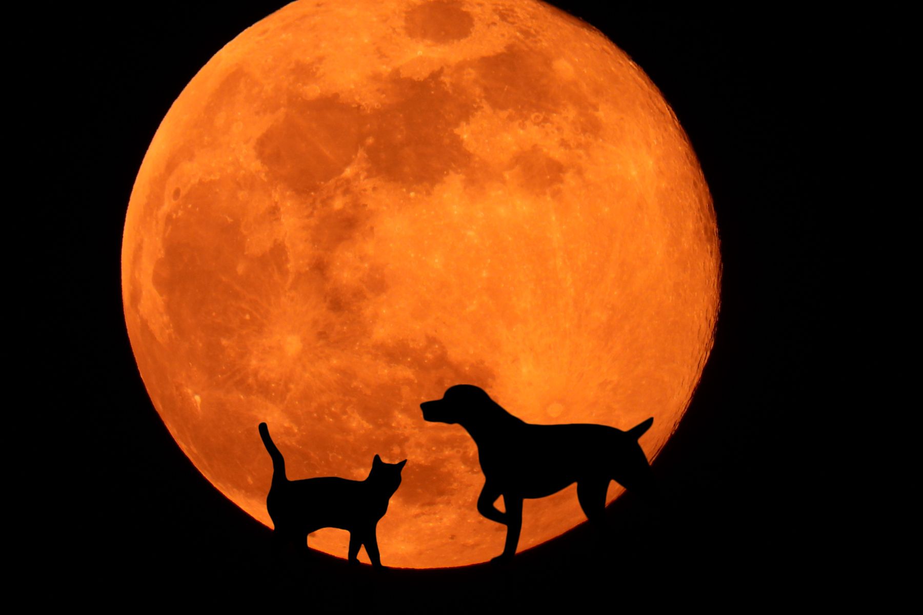 les-chien-sont-ils influences-par-la-pleine lune La pleine lune a-t-elle une influence sur le comportement des chiens?