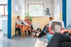 Salle d'attente dans un cabinet vétérinaire