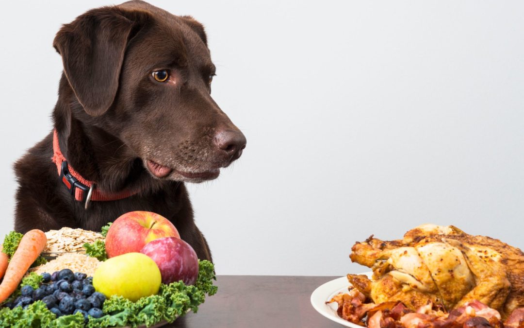 Bienfaits des Super Aliments pour la Santé des Chiens