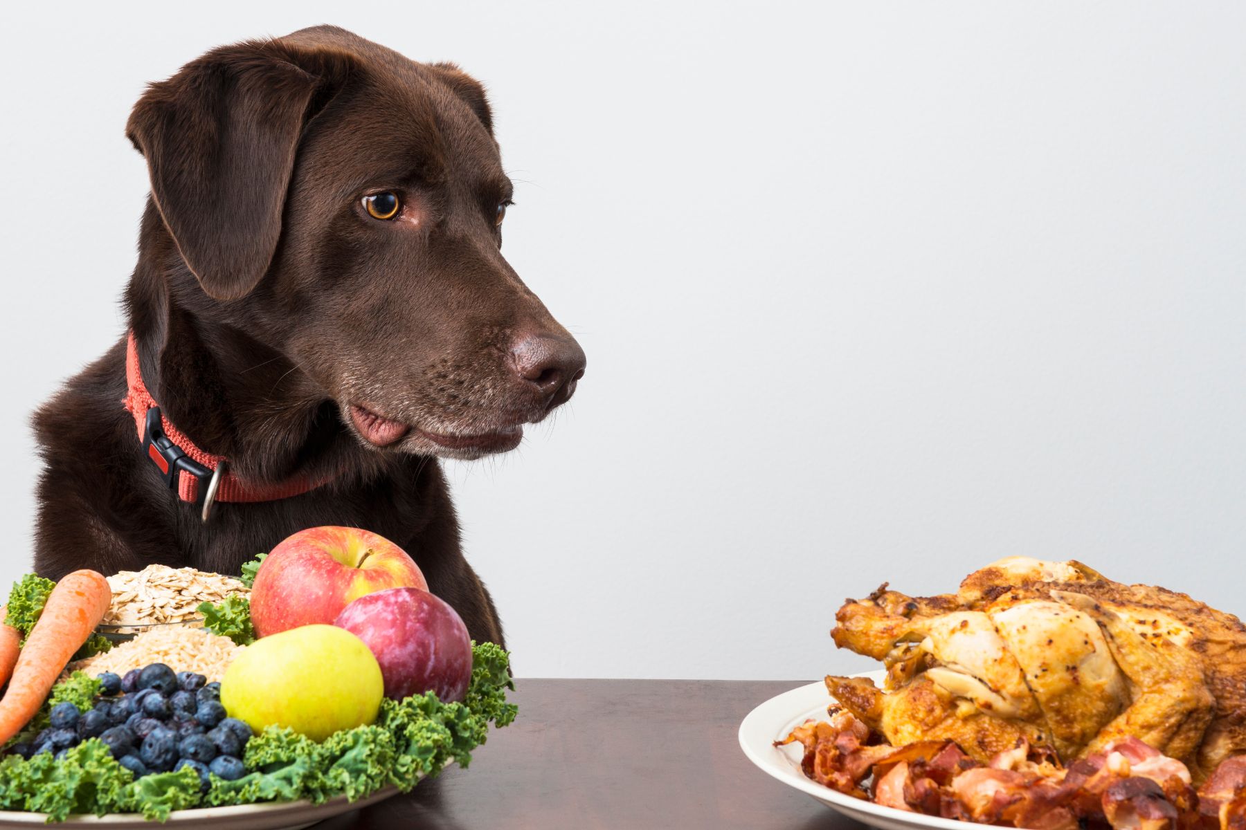 Ce labrador se demande qu'elle assiette est la meilleure.