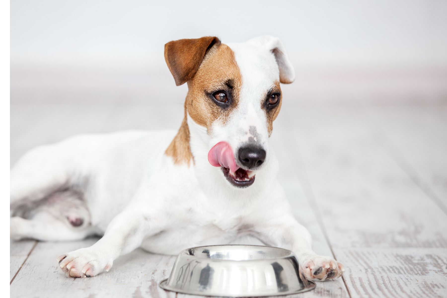 Les super aliments peuvent complémenter l'assiette de votre chien.