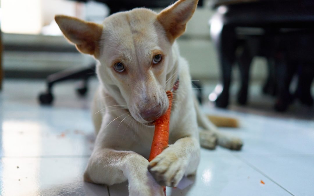 Quels légumes sont bons pour votre chien?