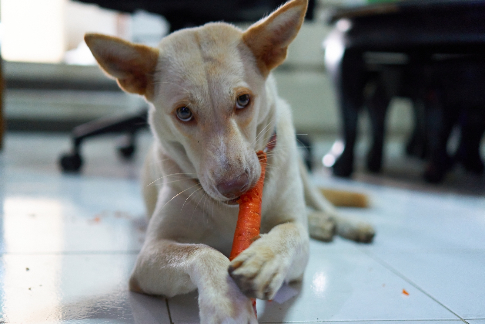 Design sans titre - 4 Les chiens aiment croquer des carottes