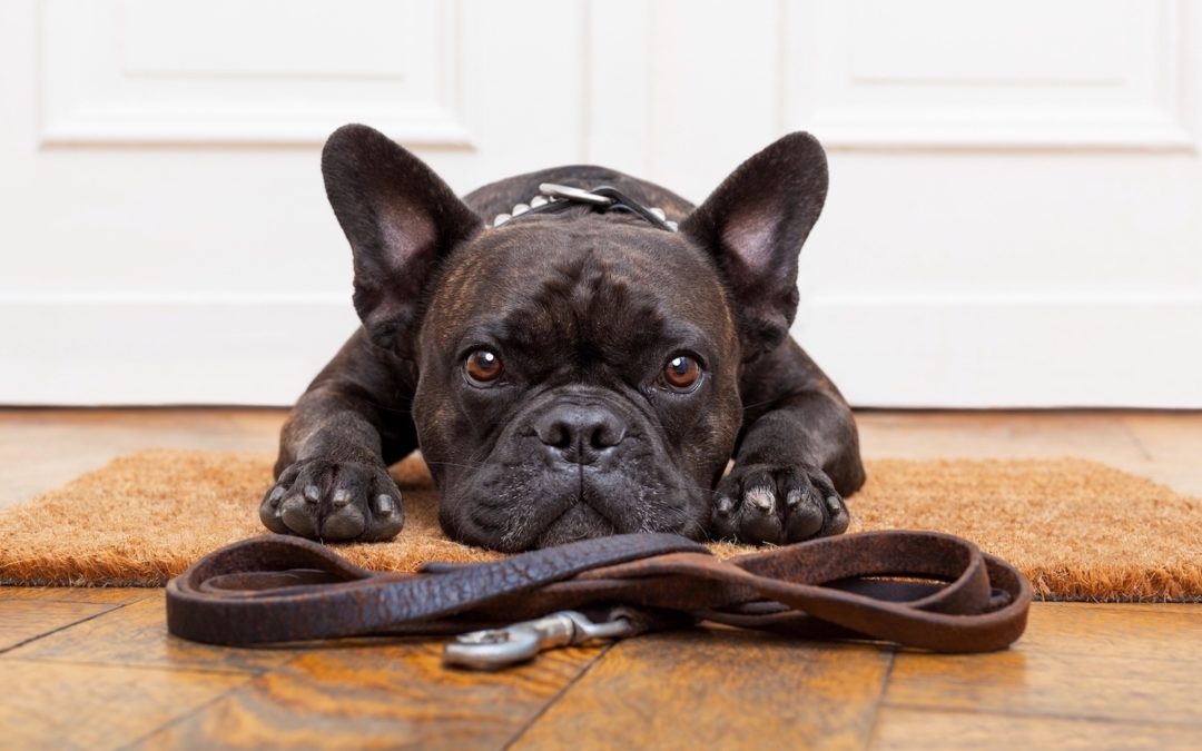 Combien de temps sortir votre chien par jour