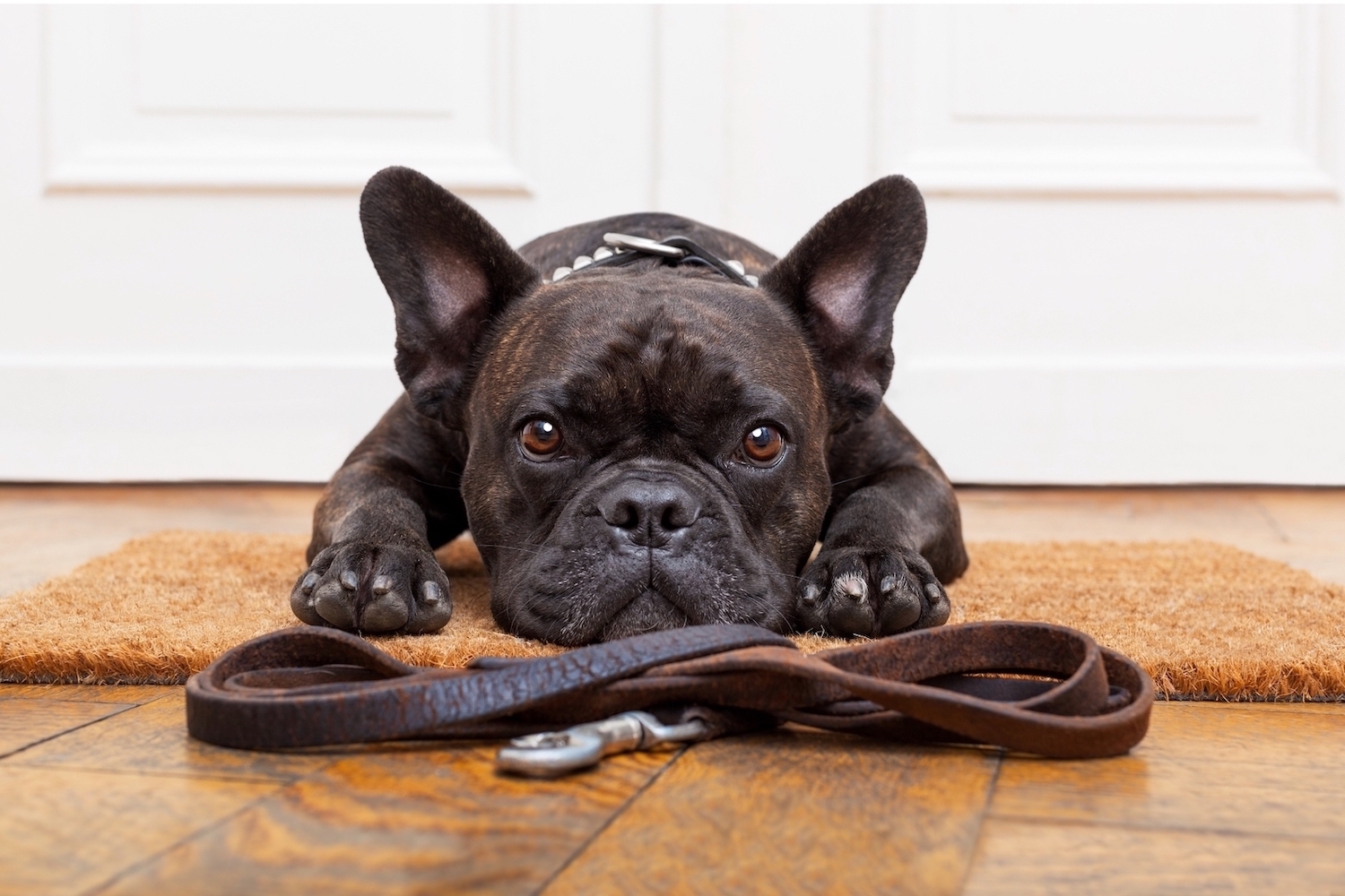 Design sans titre - 5 Ce bulldog se demande quand et combien de temps il va sortir.