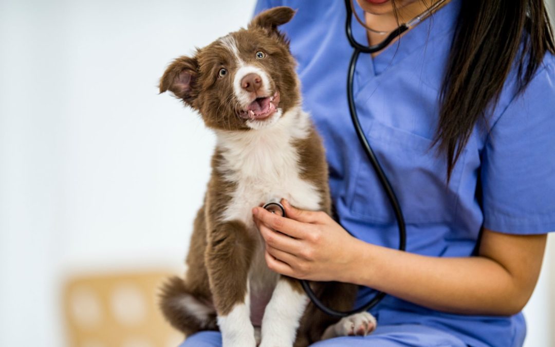 Comment trouver le bon vétérinaire pour votre chien