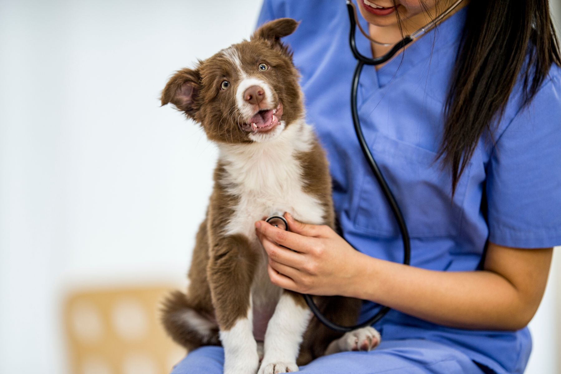 comment-trouver-le-bon-veterinaire-pour.votre-chiot Trouver le bon vétérinaire pour une bonne prise en charge de votre chiot