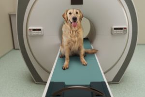 Trouver le bon vétérinaire pour votre chien peut impliquer qu'il y ait des appareils tels qu'un IRM
